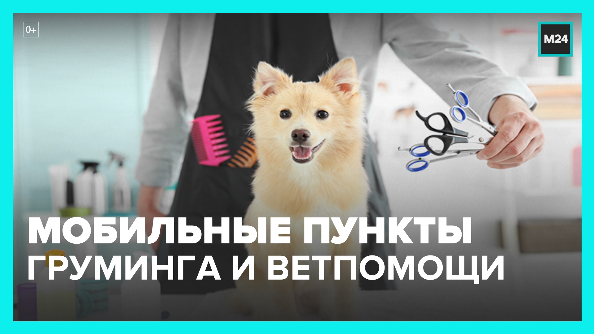 В Москве открылись мобильные пункты груминга и ветеринарии – Москва 24