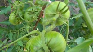 Томат Юнга гигантский Оксхард. Цветение и завязывание плодов.