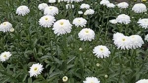 Ромашка Виррал Суприм . Нивяник Wirral Supreme.