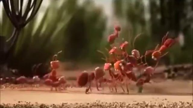 МУЛЬТИК ПРО ЖИВОТНЫХ| НАСТОЯЩИЕ ДРУЗЬЯ| смотреть онлайн