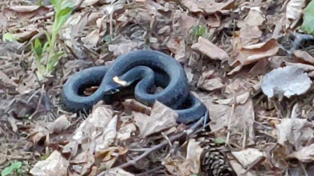 Мой новый друг - уж! Весенний Обнинск смотреть онлайн