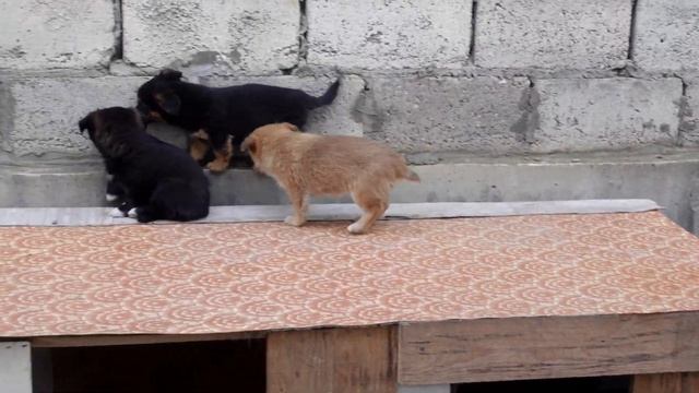 Маленькая и Большая собаки Впервые встречаются. Реакция щенков на Собак. смотреть онлайн