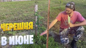 Черешня в поместье на  22 июня 2023