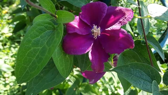 Клематис Кардинал Руж / Clematis Rouge Cardinal смотреть онлайн