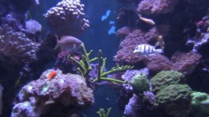 Океанографический музей Монако