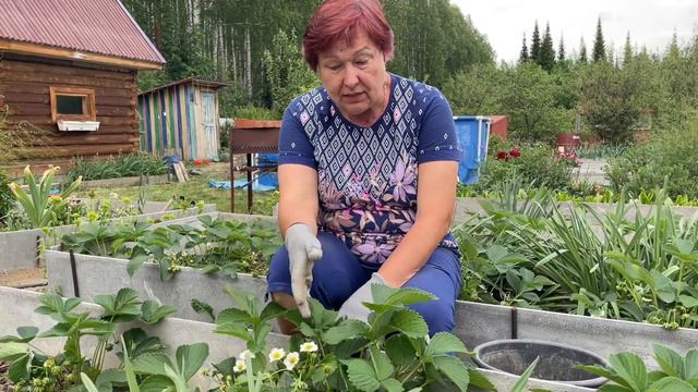 ФОРМИРОВКА ОВОЩЕЙ. ПОДКОРМКА ЯГОД И ГОРТЕНЗИЙ