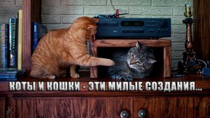 Коты и кошки  - эти милые создания  *   Автор музыки Эдгар Туниянц