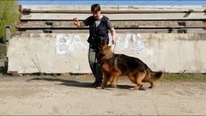 Урок 3. Хендлинг Немецкой овчарки. Уроки от «Баларис»