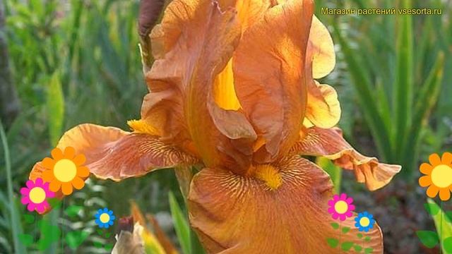 Ирис карликовый Бронз. Краткий обзор, описание характеристик, где купить саженцы iris pumila Bronze смотреть онлайн