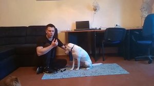 Обучаем собаку команде НОСИК