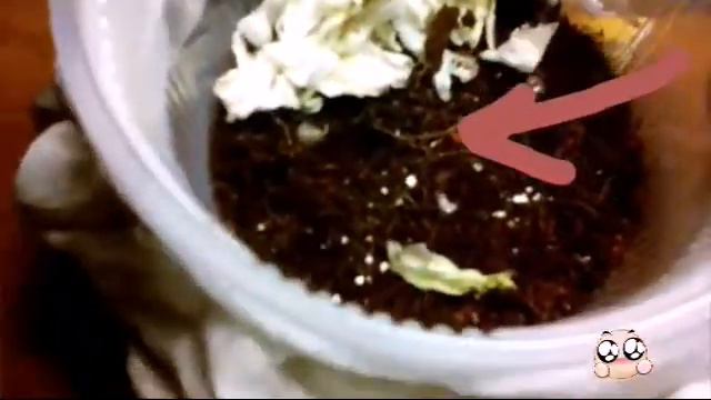 Мой новый друг🐌🐌🐌 смотреть онлайн