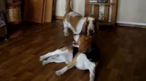 Бассет хаунд.