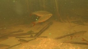 реакция рыбы на комбикорм  с укропом!.mp4