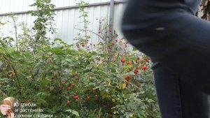 САМЫЙ БОЛЬШОЙ ГРИБ ДОЖДЕВИК - Лангермания гигантская Calvatia gigantea: как готовить и сушить