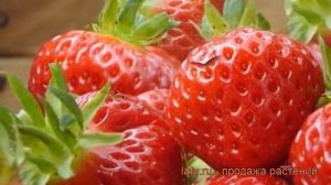 Земляника садовая Манилл (fragaria ananassa manilla) ? обзор: как сажать, рассада земляники Манилл