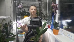 Серая гниль спустя 1,5 месяца после лечения. Болезни орхидей.