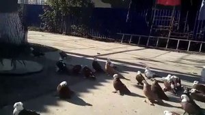 Голуби Благодарный