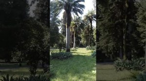 слоновая пальма / пальма слоновая гигантские / Сухумский субтропический дендропарк / Абхазия Сухум