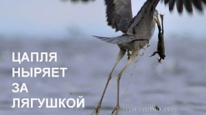 Серая цапля (Ardea cinerea). Необыкновенная охота.