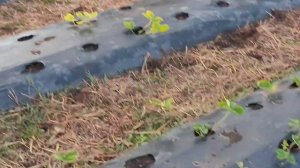 Состояние клубники на 28.09.21 и обработка от совки