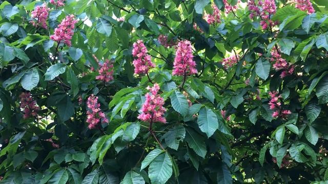 Red Horse Chestnut (Aesculus x carnea) - leaves & flowers - May 2018 смотреть онлайн