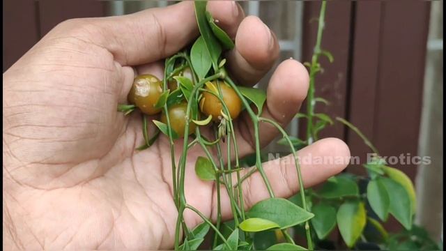 Lemon Vine (Pereskia aculeata) Fruits Update / Nandanam Exotics / By Nirmal kumar смотреть онлайн