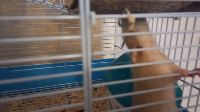 мои питомцы смотреть онлайн