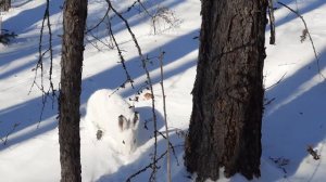 Манок на зайца беляка