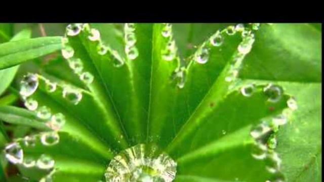 Роса на траве и цветах смотреть онлайн