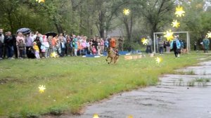 Дрессировка собак в Омске - ОЦССС