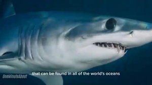 鲨鱼 (Shark) ShāYú