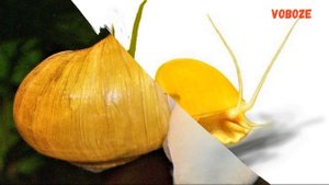 Ампулярии. Размножение, уход, содержание, чем кормить, как откладывает икру. Улитки в аквариуме.