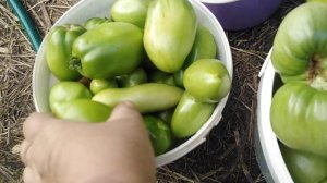 Собрала урожай зелёных помидор.Обработала от фитофторы.Трещинки на томатах.Открытый грунт.Тверская