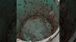 Реакция тараканов на инсектицид