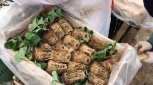 Рассада клубники? Трей