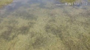 Море ПЕЛЕНГАСА!Рыбалка на ПЕЛЕНГАСА в Бердянске!Загадочная рыба и поход на дальнюю косу.