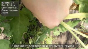 Томат СУМАСШЕДШИЕ ВИШНИ БАРРИ, выдает кисть до 3 кг,  сладкие медовые черри, Barry's Crazy Cherry