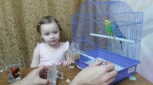 Играем с волнистыми попугаями Play with parrots