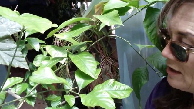 Synergy, Synbiosis, Synchronicity, #GreenThoughts #LiveAlive #PlayEveryDay смотреть онлайн