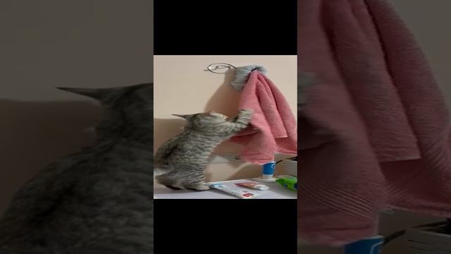 Грация кошки, ловкость картошки. Эпичное падение.
