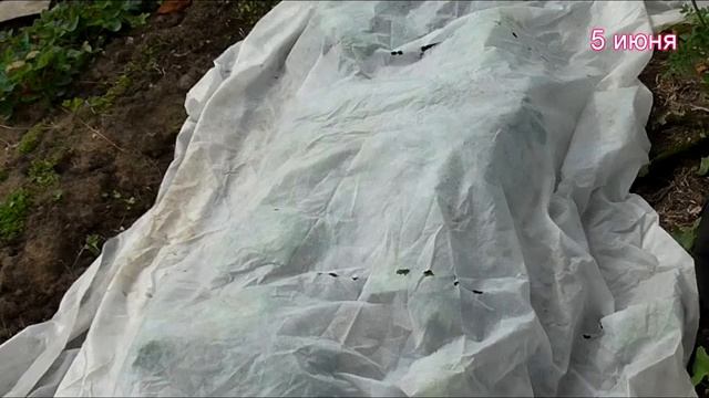 Как получить хороший урожай свеклы столовой на среднем Урале. смотреть онлайн