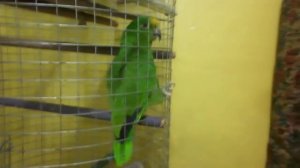 Поющий панамский попугай