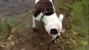 НЕМЕЦКИЙ  РОТВЕЙЛЕР и АМЕРИКАНСКИЙ БУЛЬДОГ.  КТО КРУЧЕ