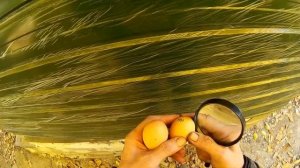 Как отличить домашние яйца от птицефабрики