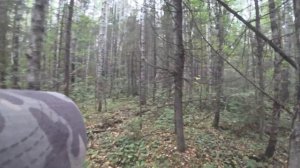 Охота на боровую дичь. Охота с лайкой.