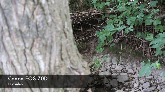 Canon EOS 70D смотреть онлайн