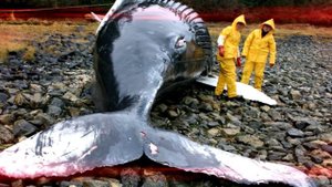 Разрезав брюхо гигантского кашалота, ученые замерли!