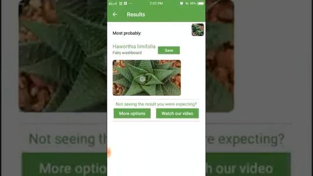 PlantSnap identifies a Fairy washboard (Haworthia limifolia)