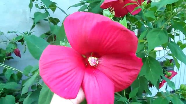 RemBrandt Lee White Jamaican Giant Hibiscus Kingston NY смотреть онлайн