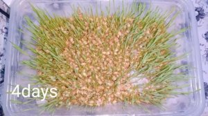 How to grow Wheatgrass at home without soil | Wheatgrass juice preperation at home in telugu 2020